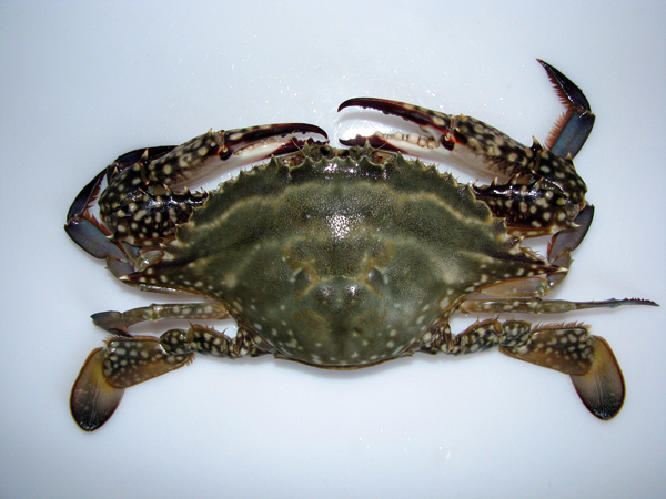 Swimming crab