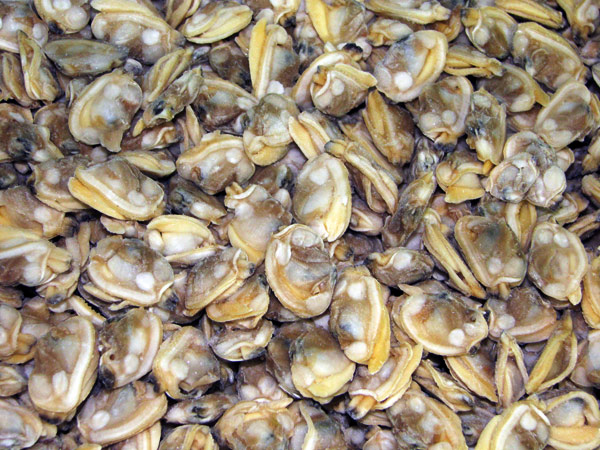 Miscellaneous color clam