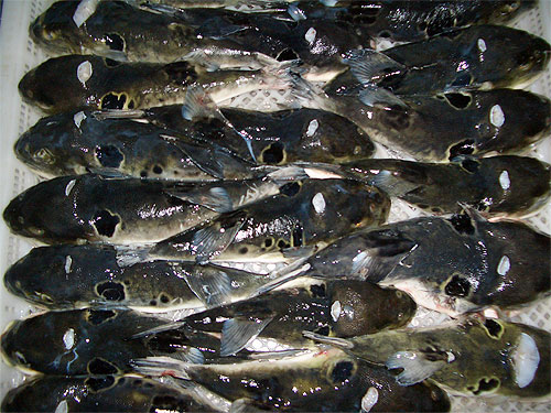 Globefish fish