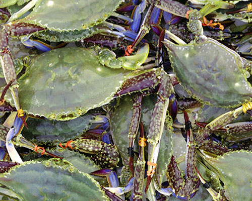 Swimming crab