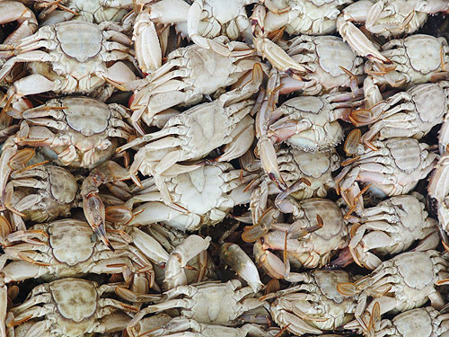 Take cover crab