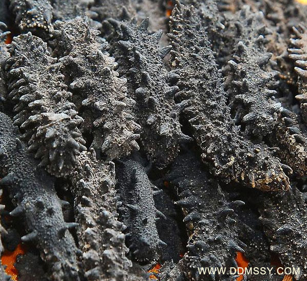 Sea cucumber