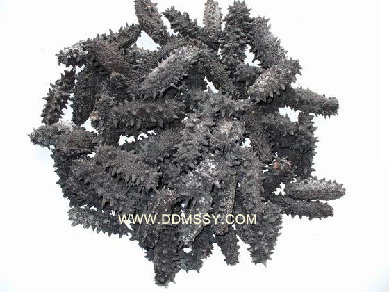 Sea cucumber