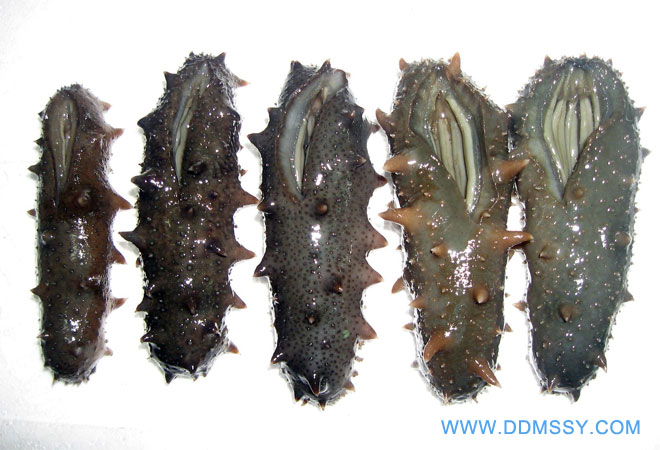 Sea cucumber