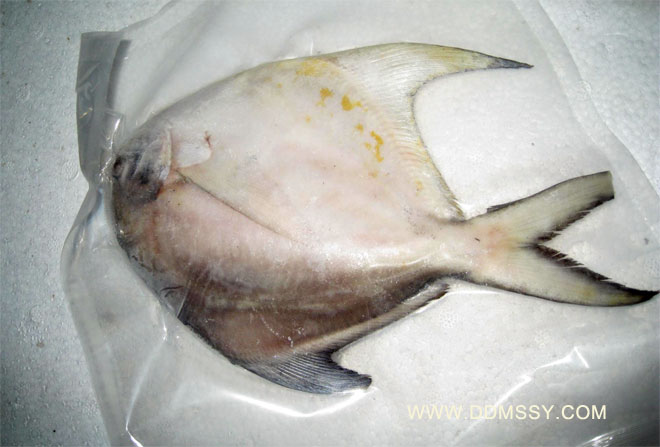 Golden pompano