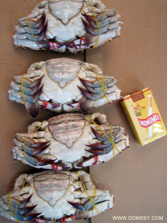 Red cream crab